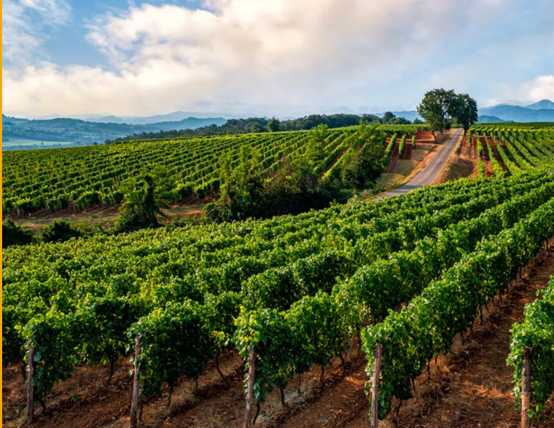 La settimana di presentazione dei vini
